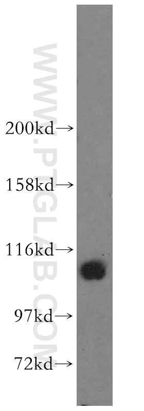 Western Blot (WB) analysis of NIH/3T3 cells using STAT6 Polyclonal antibody (51073-1-AP)