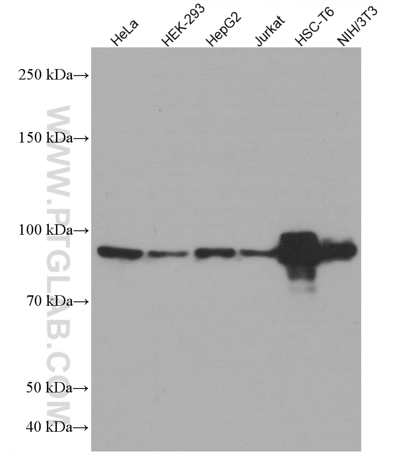 Western Blot (WB) analysis of various lysates using STAT6 Monoclonal antibody (66717-1-Ig)