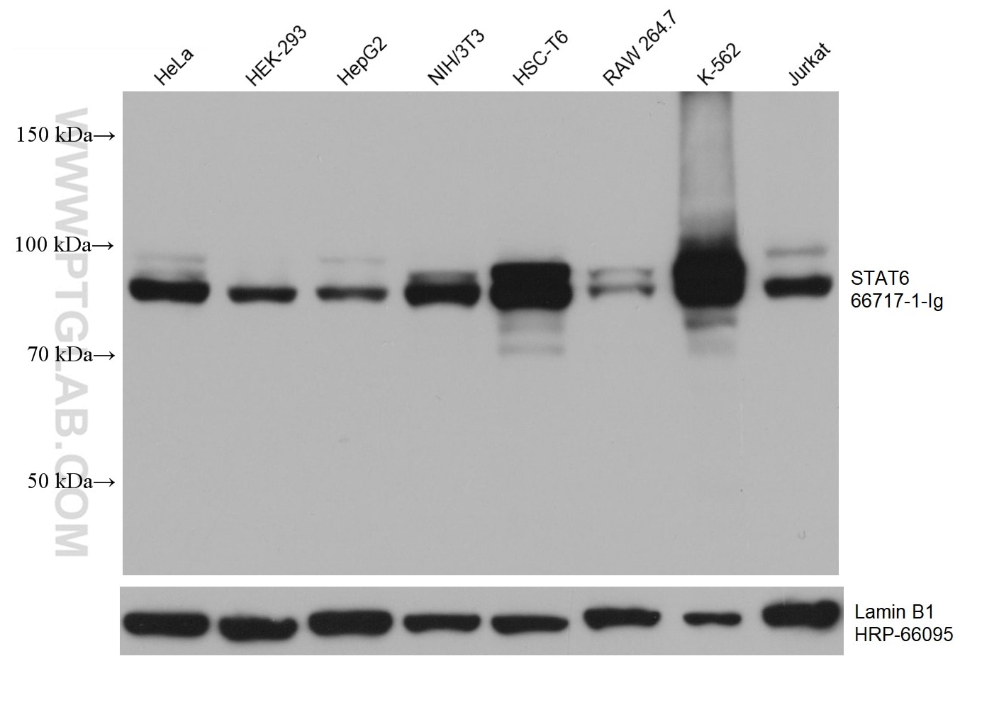 Western Blot (WB) analysis of various lysates using STAT6 Monoclonal antibody (66717-1-Ig)