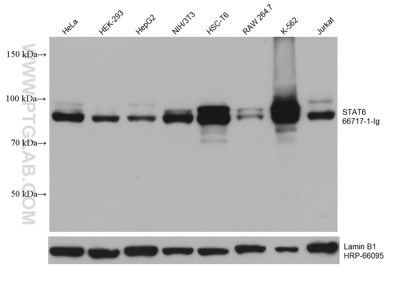 WB analysis using 66717-1-Ig