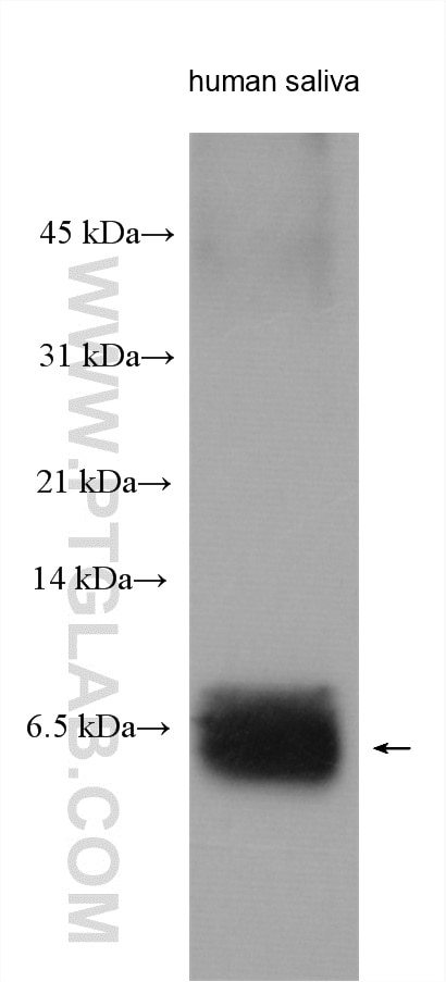 Western Blot (WB) analysis of human saliva using STATH Polyclonal antibody (19724-1-AP)