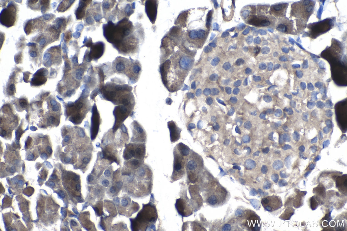 Immunohistochemistry (IHC) staining of mouse pancreas tissue using STAU1 Polyclonal antibody (14225-1-AP)