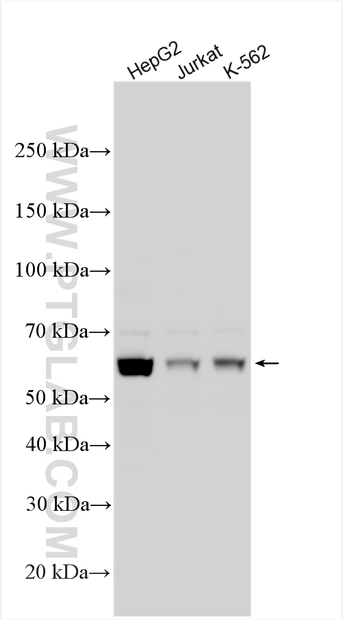 Western Blot (WB) analysis of various lysates using STAU1 Polyclonal antibody (14225-1-AP)