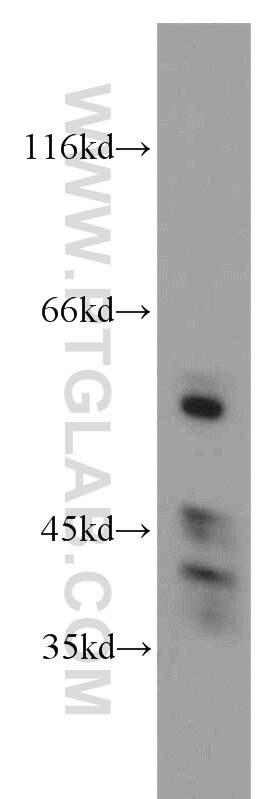 Western Blot (WB) analysis of human brain tissue using STAU1 Polyclonal antibody (14225-1-AP)