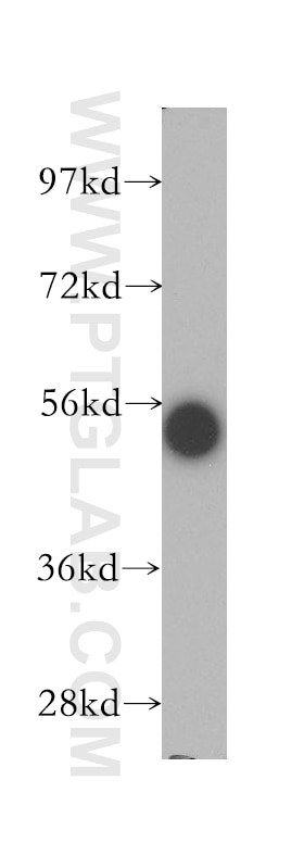 Western Blot (WB) analysis of human brain tissue using STAU1 Polyclonal antibody (14225-1-AP)
