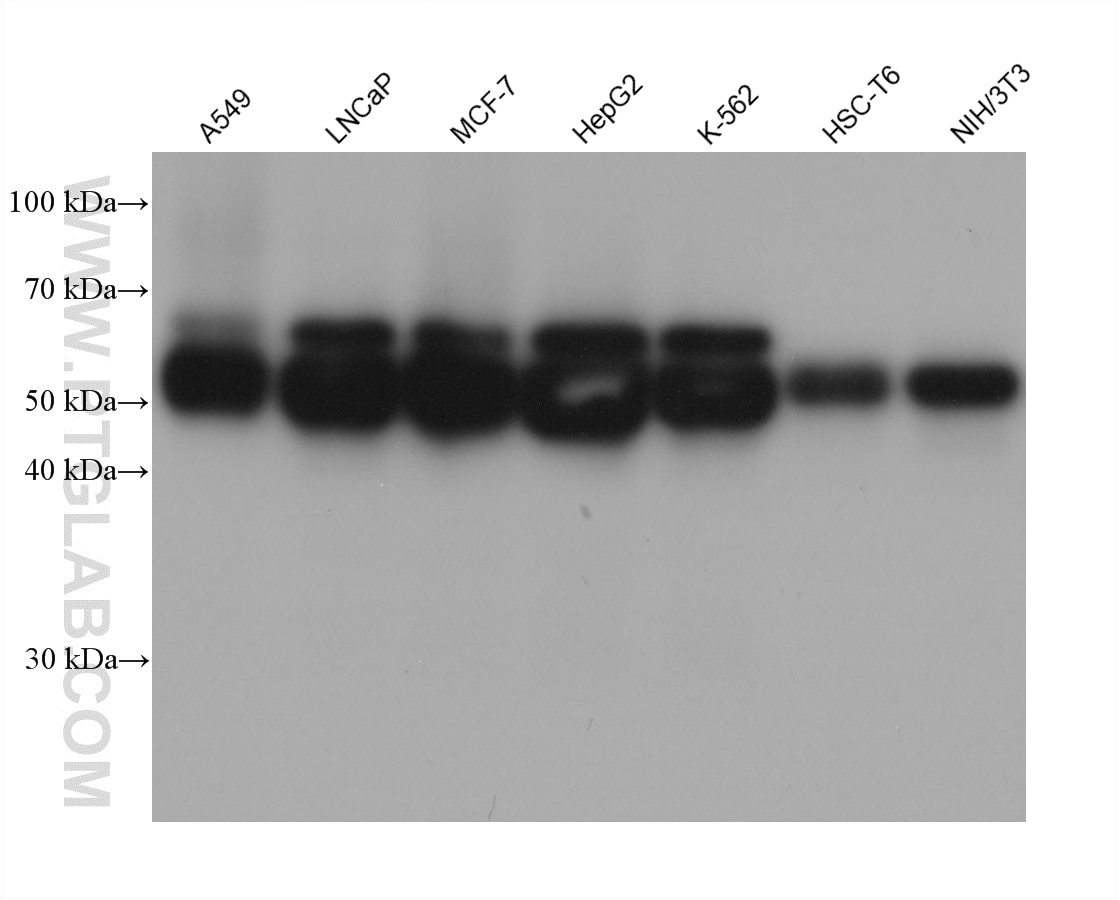 Various lysates were subjected to SDS PAGE followed by western blot with 61024-1-Ig (STAU1 antibody) at dilution of 1:10000 incubated at room temperature for 1.5 hours. This data was developed using the same antibody clone with 61024-1-PBS in a different storage buffer formulation. Western Blot (WB) analysis of various lysates using STAU1 Monoclonal antibody (61024-1-Ig)