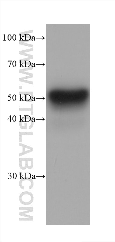 rabbit liver tissue were subjected to SDS PAGE followed by western blot with 61024-1-Ig (STAU1 antibody) at dilution of 1:10000 incubated at room temperature for 1.5 hours. This data was developed using the same antibody clone with 61024-1-PBS in a different storage buffer formulation. Western Blot (WB) analysis of rabbit liver tissue using STAU1 Monoclonal antibody (61024-1-Ig)