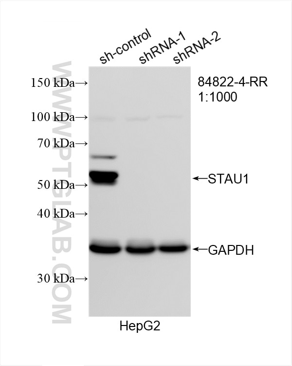 Western Blot (WB) analysis of HepG2 cells using STAU1 Recombinant antibody (84822-4-RR)