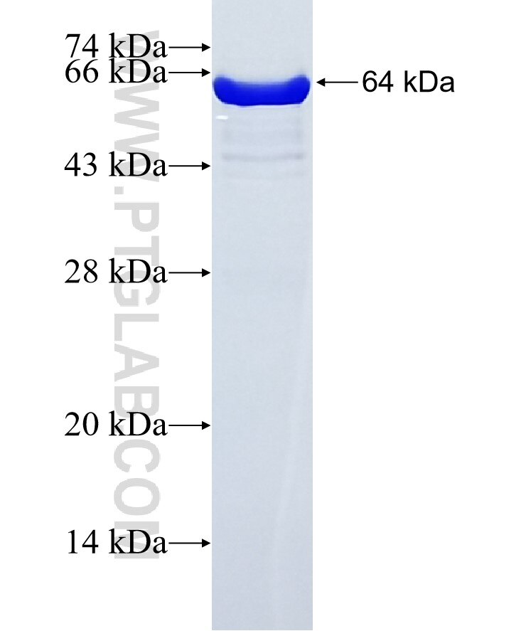 STAU1 fusion protein Ag5464 SDS-PAGE