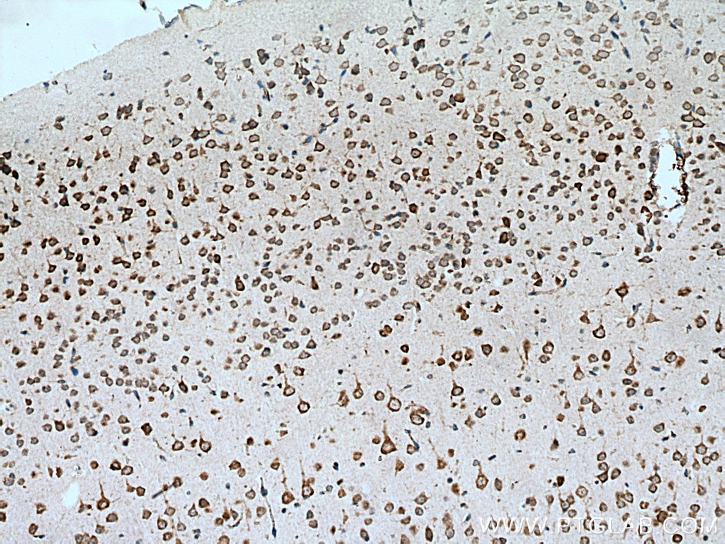 Immunohistochemistry (IHC) staining of mouse brain tissue using STAU2 Polyclonal antibody (15998-1-AP)
