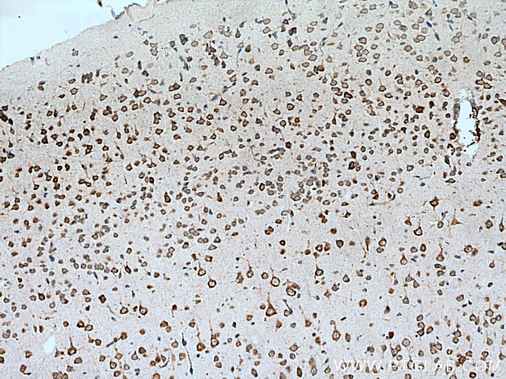 Immunohistochemistry (IHC) staining of mouse brain tissue using STAU2 Polyclonal antibody (15998-1-AP)