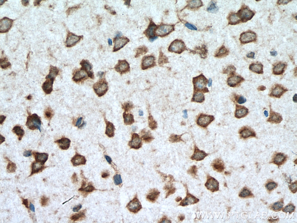 Immunohistochemistry (IHC) staining of mouse brain tissue using STAU2 Polyclonal antibody (15998-1-AP)