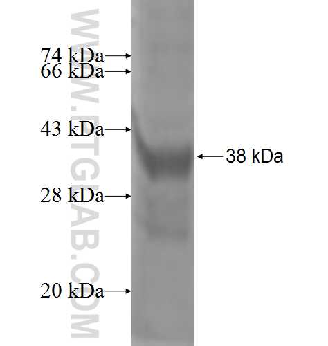 STAU2 fusion protein Ag8482 SDS-PAGE