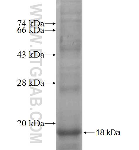 STAU2 fusion protein Ag8754 SDS-PAGE