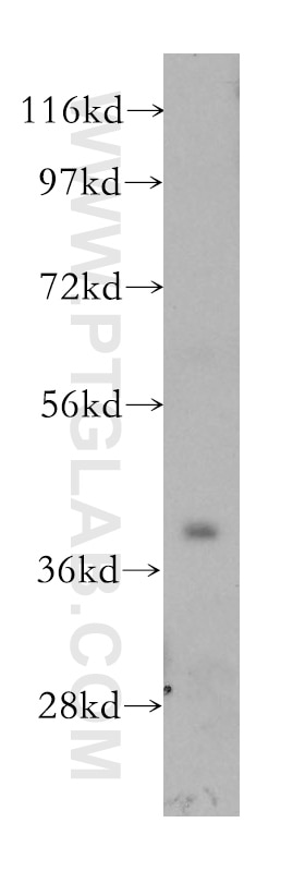 Western Blot (WB) analysis of mouse skeletal muscle tissue using STBD1 Polyclonal antibody (11842-1-AP)