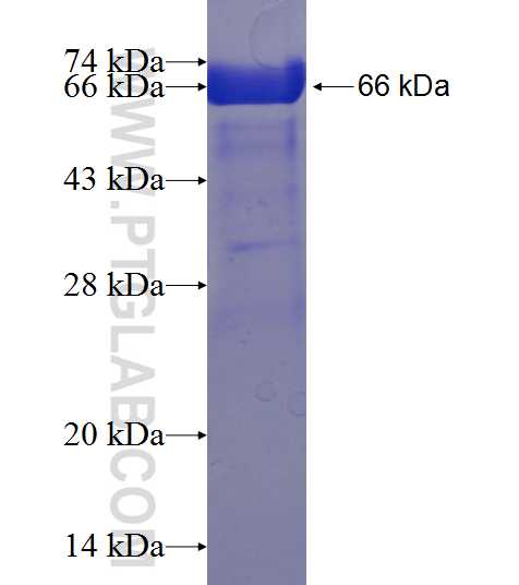 STBD1 fusion protein Ag2481 SDS-PAGE