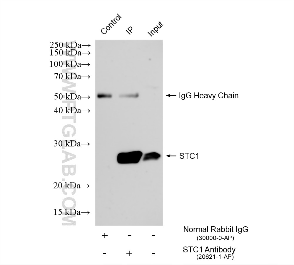 Immunoprecipitation (IP) experiment of SW480 cells using STC1 Polyclonal antibody (20621-1-AP)