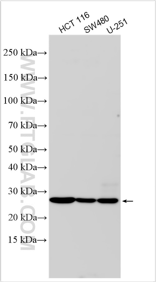 Western Blot (WB) analysis of various lysates using STC1 Polyclonal antibody (20621-1-AP)