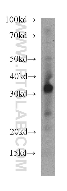 Western Blot (WB) analysis of mouse small intestine tissue using STC1 Polyclonal antibody (20621-1-AP)