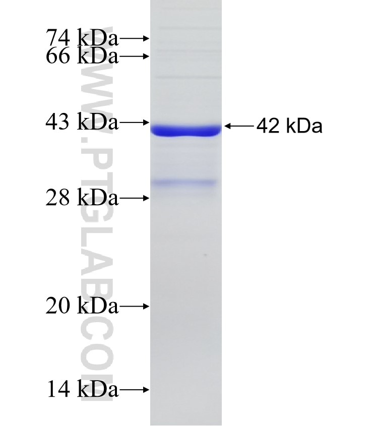 STC1 fusion protein Ag14697 SDS-PAGE