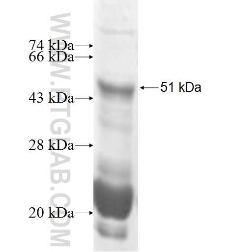 STC1 fusion protein Ag3980 SDS-PAGE