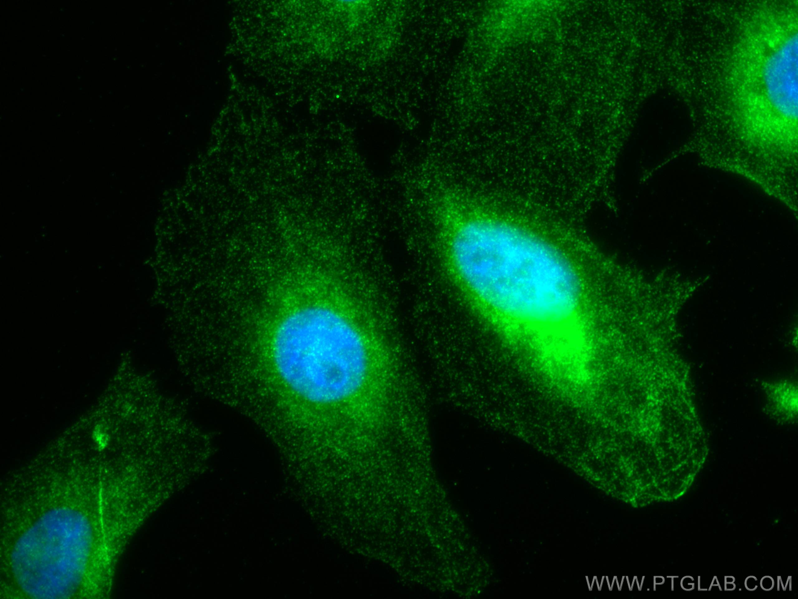 Immunofluorescence (IF) / fluorescent staining of U2OS cells using Stanniocalcin 2 Polyclonal antibody (10314-1-AP)