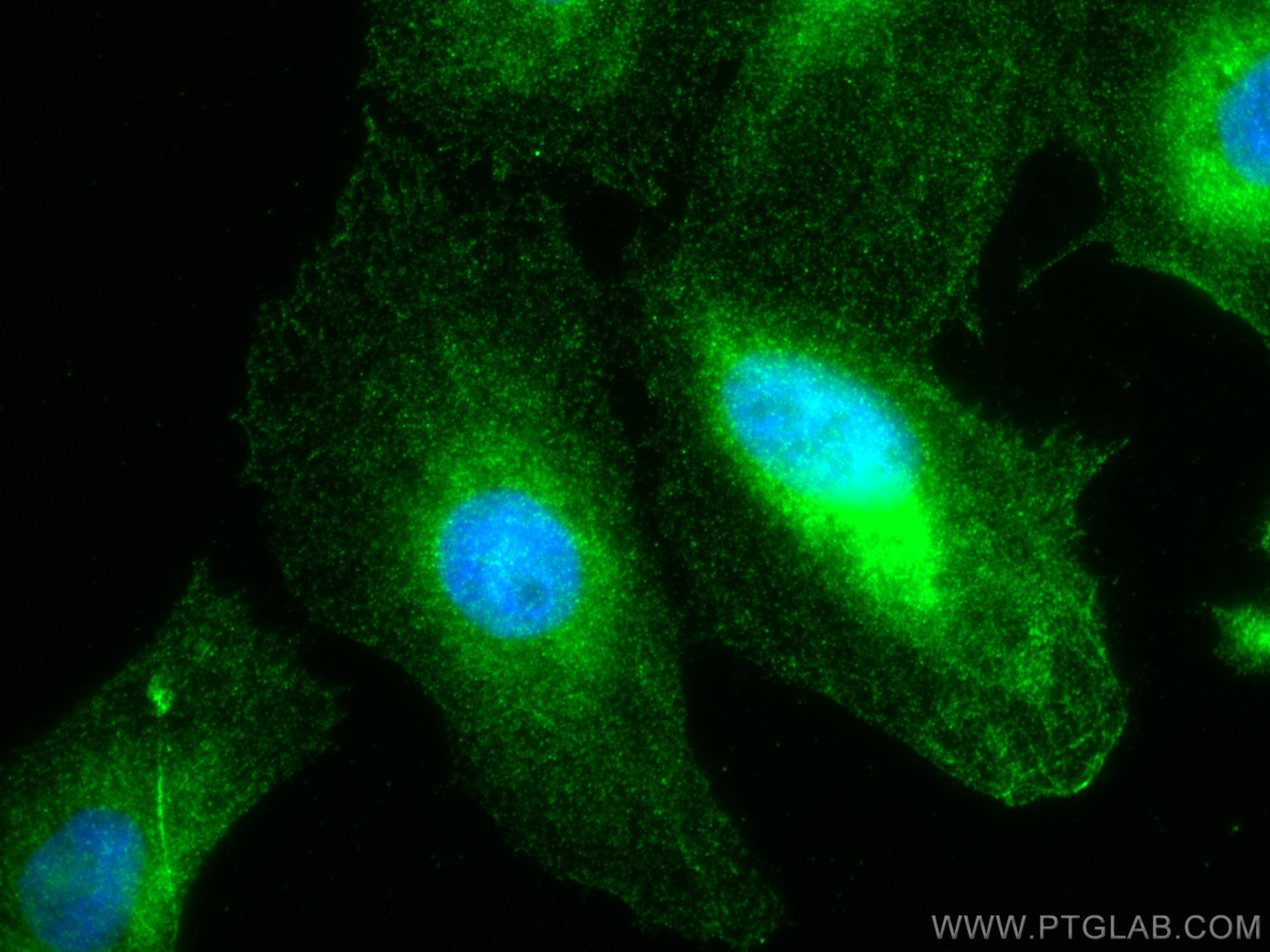 IF Staining of U2OS using 10314-1-AP