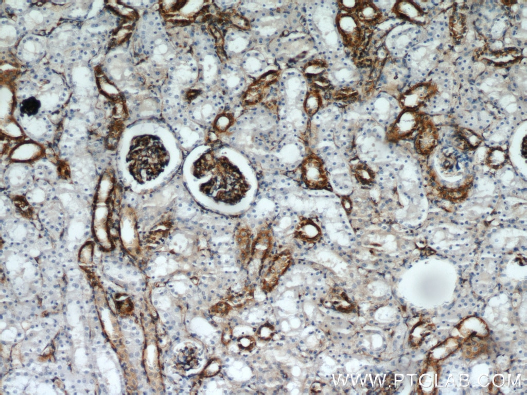 IHC staining of human kidney using 10314-1-AP