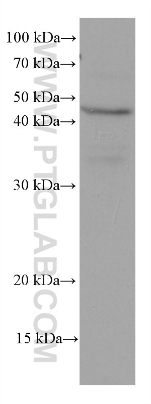 Western Blot (WB) analysis of HEK-293 cells using Stanniocalcin 2 Monoclonal antibody (60063-1-Ig)