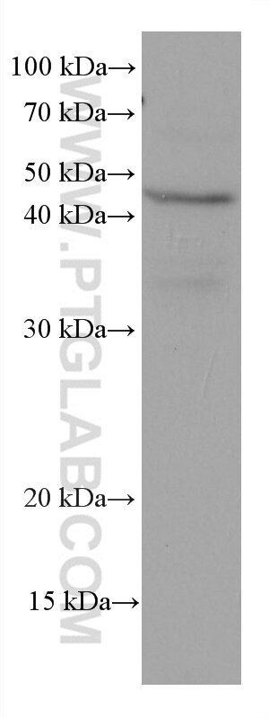 WB analysis of HEK-293 using 60063-1-Ig