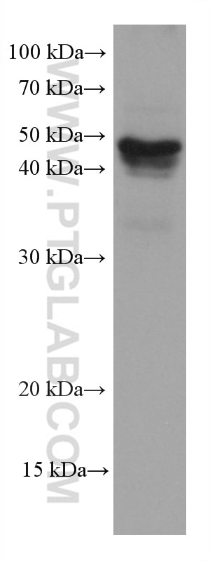 Western Blot (WB) analysis of HT-29 cells using Stanniocalcin 2 Monoclonal antibody (60063-1-Ig)