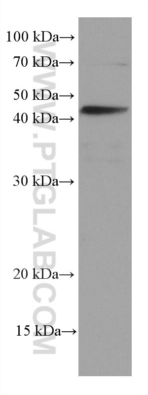 Western Blot (WB) analysis of A549 cells using Stanniocalcin 2 Monoclonal antibody (60063-1-Ig)