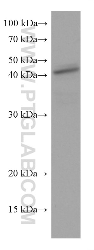 Western Blot (WB) analysis of HCT 116 cells using Stanniocalcin 2 Monoclonal antibody (60063-1-Ig)