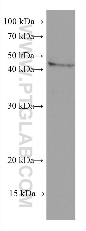 Western Blot (WB) analysis of HepG2 cells using Stanniocalcin 2 Monoclonal antibody (60063-1-Ig)