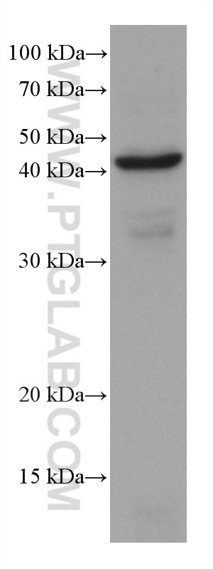 Western Blot (WB) analysis of PC-3 cells using Stanniocalcin 2 Monoclonal antibody (60063-1-Ig)