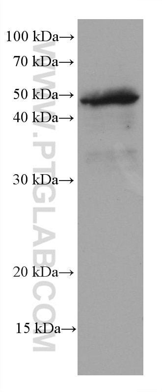 Western Blot (WB) analysis of pig brain tissue using Stanniocalcin 2 Monoclonal antibody (60063-1-Ig)