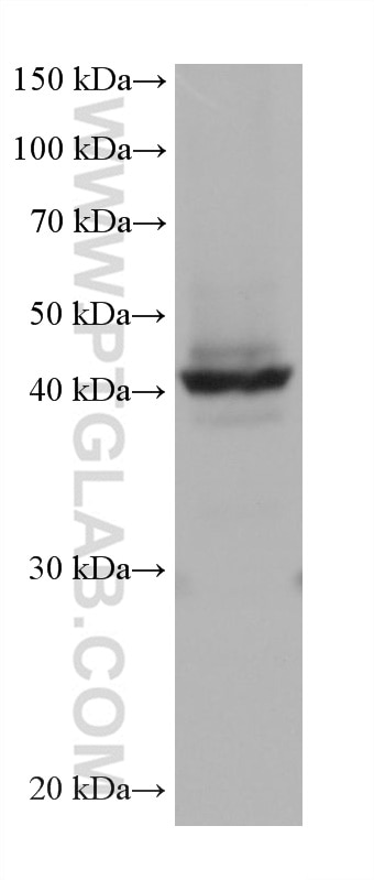 Western Blot (WB) analysis of T-47D cells using Stanniocalcin 2 Monoclonal antibody (60063-1-Ig)