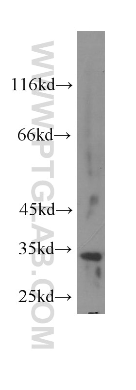 Western Blot (WB) analysis of HEK-293 cells using Stanniocalcin 2 Monoclonal antibody (60063-1-Ig)