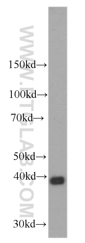 Western Blot (WB) analysis of HEK-293 cells using Stanniocalcin 2 Monoclonal antibody (60063-1-Ig)