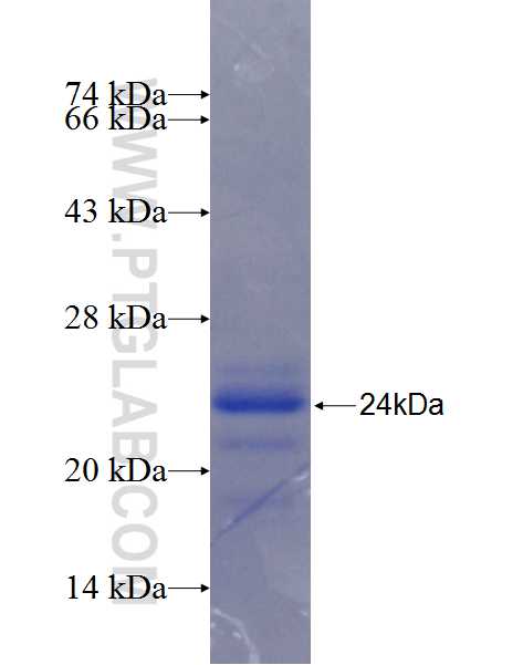 STC2 fusion protein Ag26263 SDS-PAGE