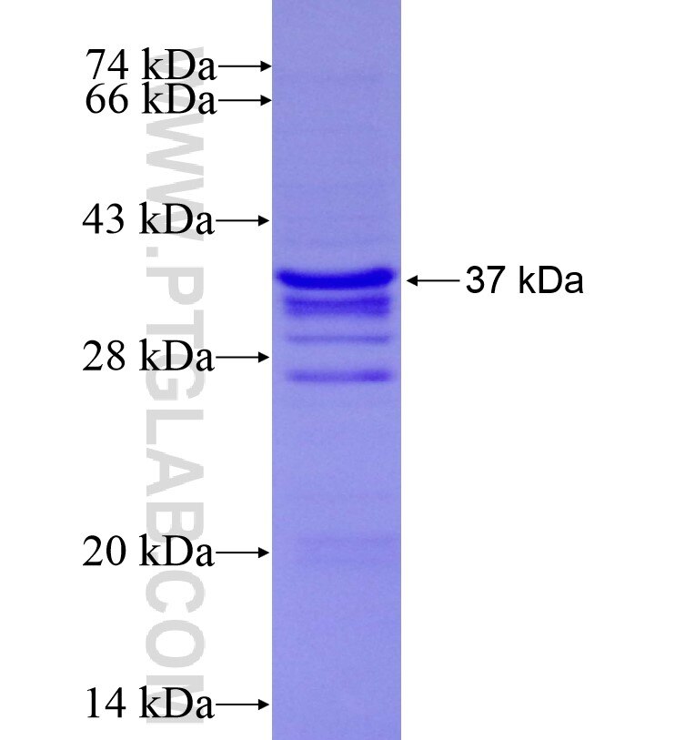 STC2 fusion protein Ag16694 SDS-PAGE