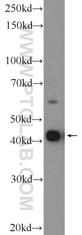 Western Blot (WB) analysis of HepG2 cells using STEAP3 Polyclonal antibody (17186-1-AP)