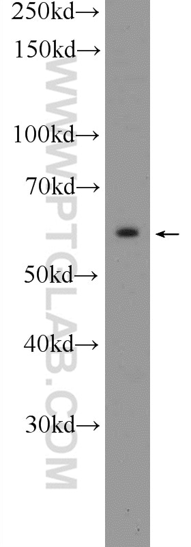Western Blot (WB) analysis of C6 cells using STEAP3 Polyclonal antibody (17186-1-AP)