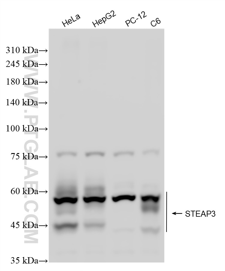 Western Blot (WB) analysis of various lysates using STEAP3 Recombinant antibody (83484-2-RR)