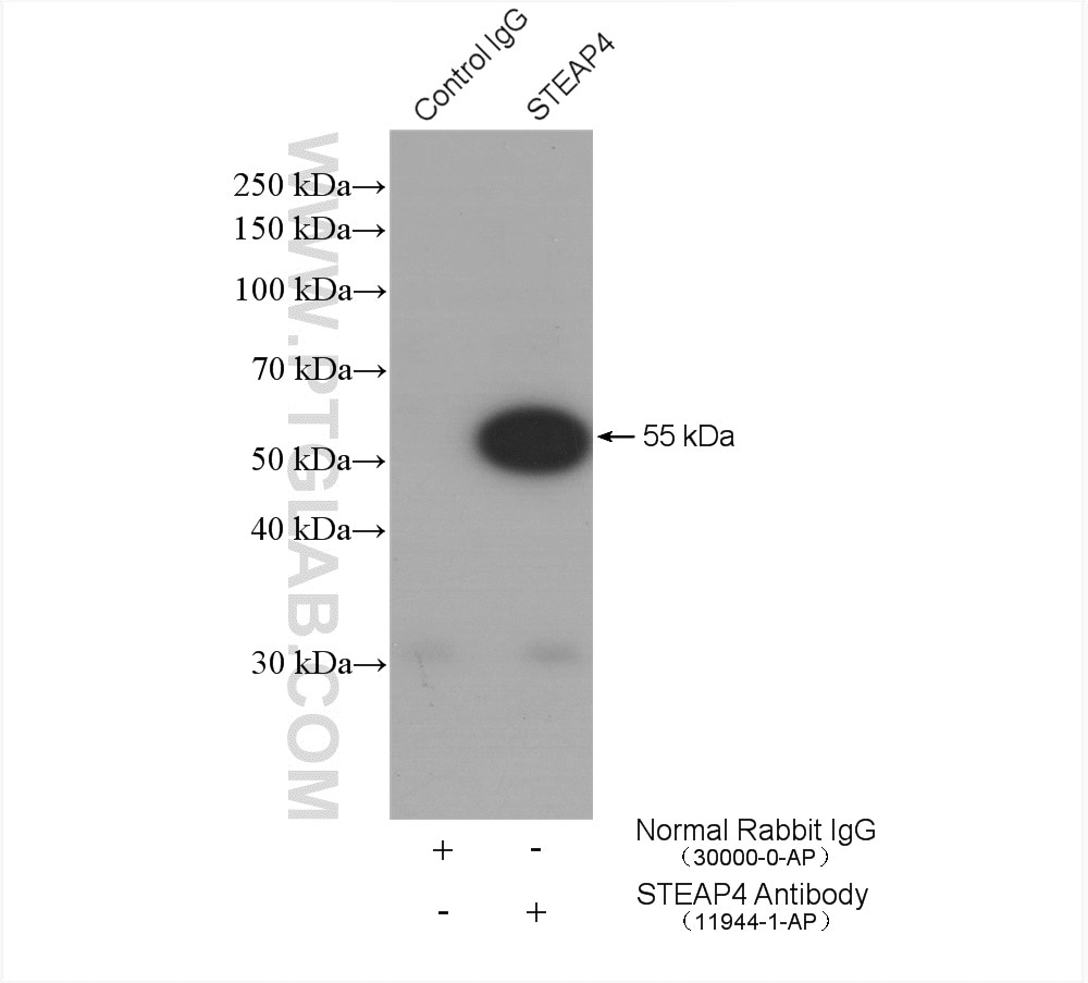 Immunoprecipitation (IP) experiment of 3T3-L1 cells using STEAP4 Polyclonal antibody (11944-1-AP)