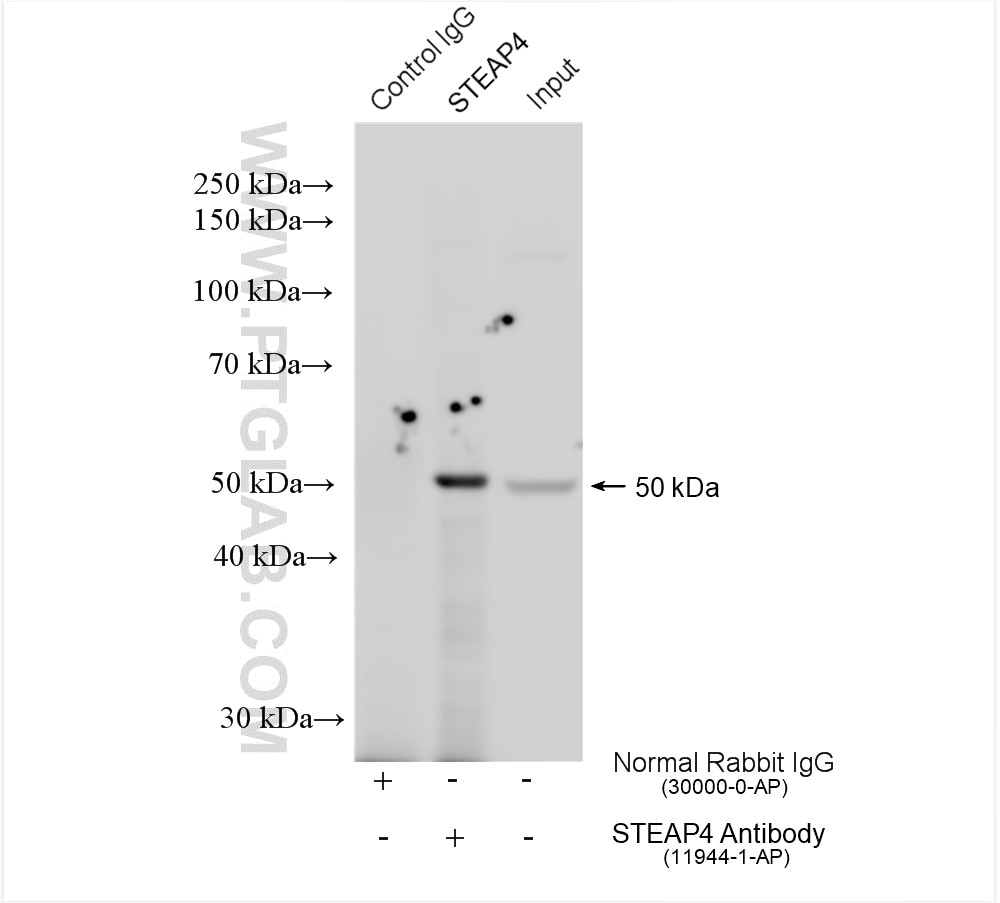 Immunoprecipitation (IP) experiment of 3T3-L1 cells using STEAP4 Polyclonal antibody (11944-1-AP)