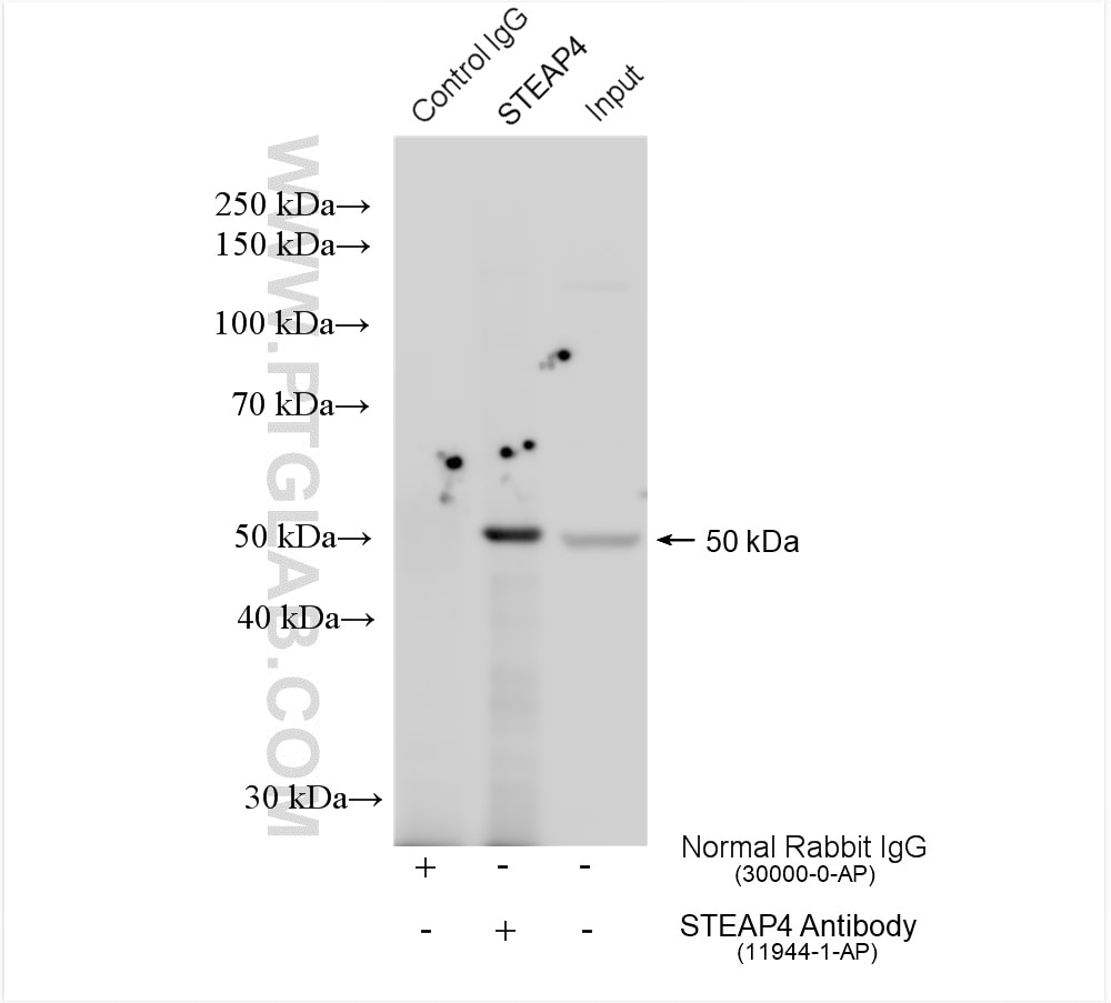 IP experiment of 3T3-L1 using 11944-1-AP