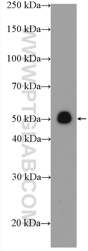Western Blot (WB) analysis of RAW 264.7 cells using STEAP4 Polyclonal antibody (11944-1-AP)