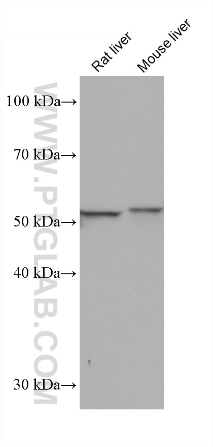 Western Blot (WB) analysis of various lysates using STEAP4 Monoclonal antibody (68465-1-Ig)