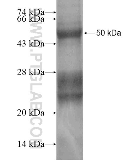 STELLAR fusion protein Ag18853 SDS-PAGE